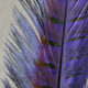 Preview image of product Ringneck Pheas. Tail Feathers Purple #298