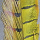 Preview image of product Ringneck Pheas.Tail Feathers Yellow #383
