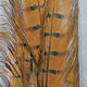 Preview image of product Dyed Ringneck Pheas. Tail Clump Brown #40