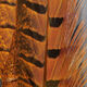 Preview image of product UV2 Ringneck Pheasant Tail Orange #090