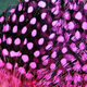 Preview image of product Strung Guinea Feathers Hot Pink #188