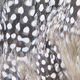 Preview image of product Strung Guinea Feathers Natural #242