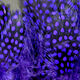 Preview image of product Strung Guinea Feathers Purple #298