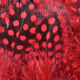 Preview image of product Strung Guinea Feathers Red #310