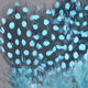 Preview image of product Strung Guinea Feathers Silver Doctor Blue #347