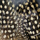 Preview image of product Strung Guinea Feathers Tan #369