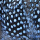 Preview image of product Strung Guinea Feathers Baby Blue #6