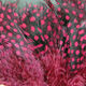 Preview image of product Strung Guinea Feathers Claret #63
