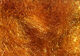Preview image of product Senyo's Laser Hair 4.0 #56 Medium Orange Brown