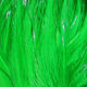 Preview image of product Saltwater Neck Hackle Kelly Green #198