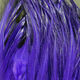 Preview image of product Saltwater Neck Hackle Purple #298