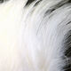 Preview image of product Saltwater Neck Hackle White #377