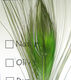 Preview image of product Stripped Peacock Eye #193 Insect Green