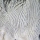 Preview image of product Silver Pheasant Body Feathers #242 Natural 
