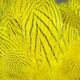 Preview image of product Silver Pheasant Body Feathers #383 Yellow 