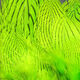Preview image of product Silver Pheasant Body Feathers #54 Chartreuse 