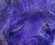 Preview image of product Teal Flank Feathers Purple #298