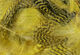 Preview image of product Teal Flank Feathers #381 Woodduck Gold