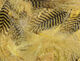 Preview image of product Teal Flank Feathers #382 Woodduck Tan
