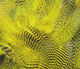Preview image of product Teal Flank Feathers #383 Yellow