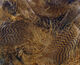 Preview image of product Teal Flank Feathers #40 Brown
