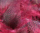 Preview image of product Teal Flank Feathers Claret #63