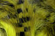 Preview image of product Magnum Tiger Barred Strips #13 Olive Black Over Lt Olive