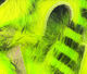 Preview image of product Magnum Tiger Barred Strips #14 Black Barred Chartreuse Over Fl Yellow