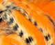 Preview image of product Magnum Tiger Barred Strips #17 Black Barred White Tipped Hot Orange