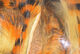 Preview image of product Magnum Tiger Barred Strips# Black Orange Over Tan