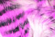 Preview image of product Magnum Tiger Barred Strips #8 Hot Pink Black Over White