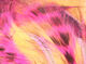 Preview image of product Tiger Barred Rabbit Strips #10 Hot Pink Brown Over Peach