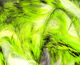 Preview image of product Tiger Barred Rabbit Strips #16 Black Barred Chartreuse Over White