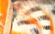 Preview image of product Tiger Barred Rabbit Strips #17 Black Barred White Tipped Hot Orange