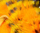 Preview image of product Tiger Barred Rabbit Strips #19 Black Barred Yellow Tipped Hot Orange