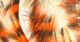 Preview image of product Tiger Barred Rabbit Strips #6 Hot Orange Black Over White