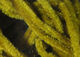 Preview image of product Velvet Chenille Micro #263 Olive