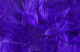 Preview image of product Wooly Bugger Marabou #35 Bright Purple