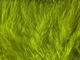 Preview image of product Wooly Bugger Marabou Yellow Olive #386
