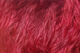 Preview image of product Wooly Bugger Marabou Claret #63