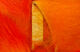 Preview image of product Crosscut Two Tone Rabbit Strips #11 Hot Orange/ Fl Orange