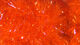 Preview image of product Frizzle Chenille Large 5/8 Inch 15mm #187 UV Hot Orange